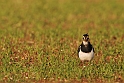 Lapwing in field - H